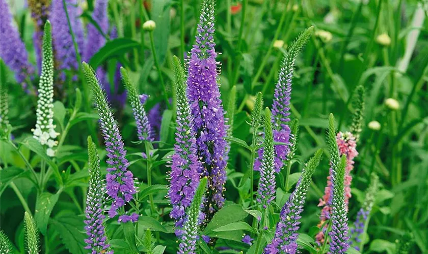 Veronica spicata 'Azzurro'