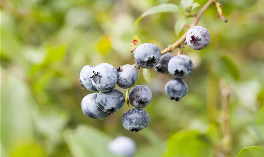 Vaccinium corymbosum 'Toro'