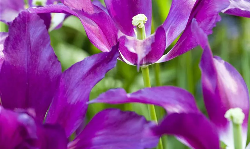 Tulipa 'Purple Dream'