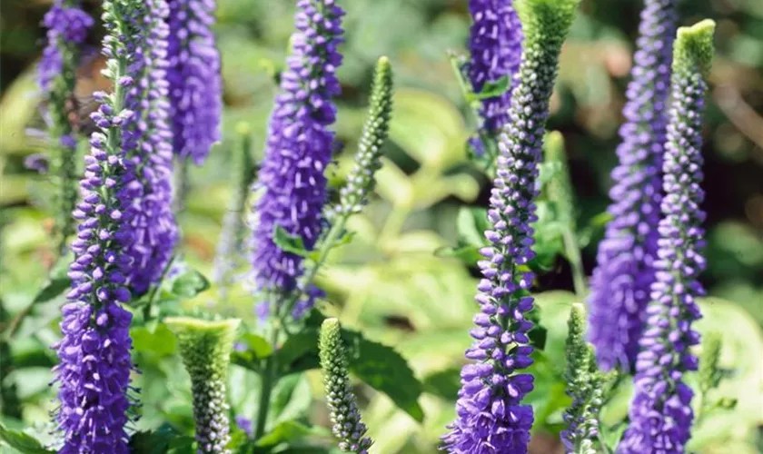 Veronica spicata 'Blaufuchs'