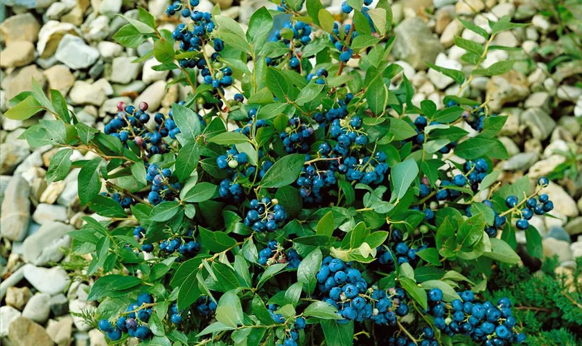 Vaccinium cylindraceum 'Blautropf'®