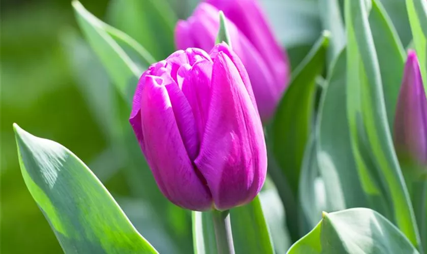 Tulipa 'Purple Flag'