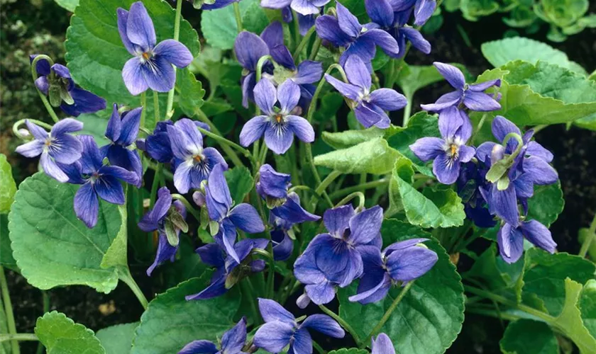 Viola odorata 'Hellblau'