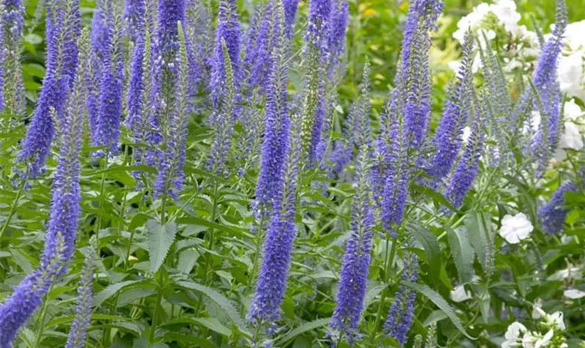 Veronica spicata 'Blue Charme'