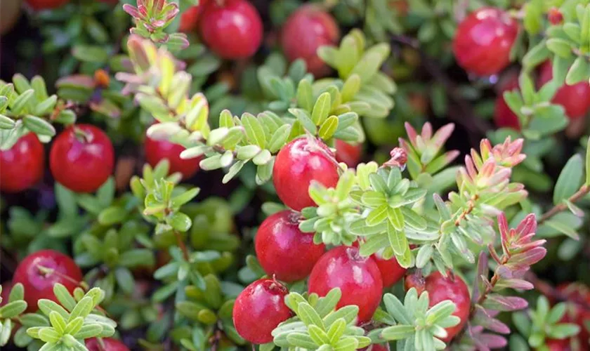 Vaccinium macrocarpon 'Big Pearl'