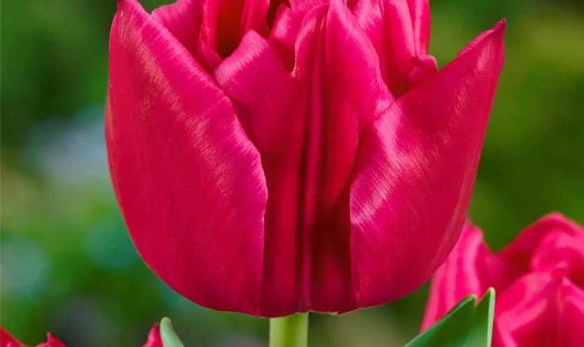 Tulipa 'Queen of Marvel'