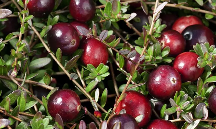 Vaccinium macrocarpon 'Red Star'