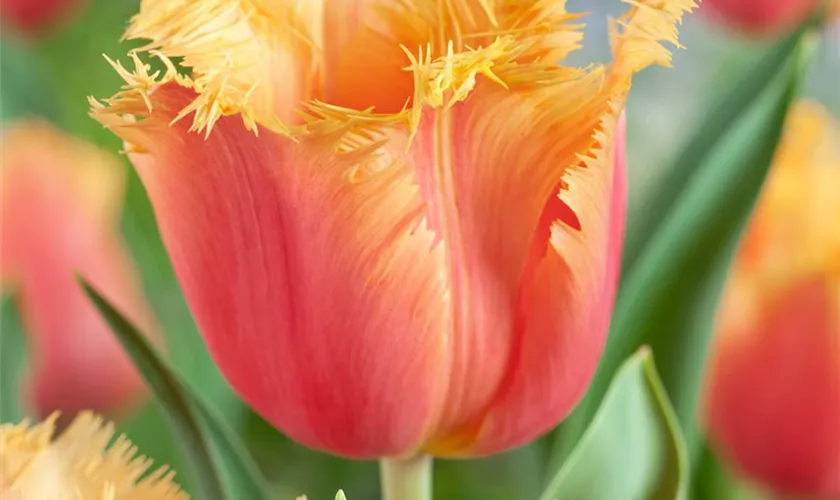 Tulipa 'Real Time'