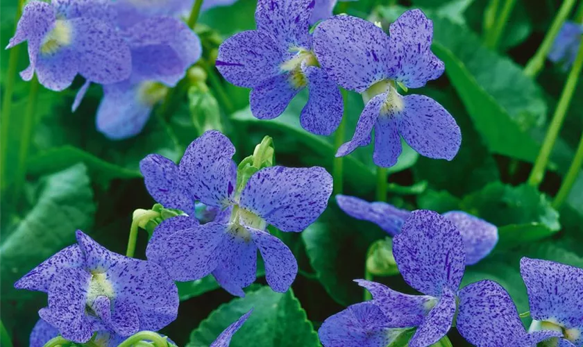 Viola sororia 'Blue Diamond'