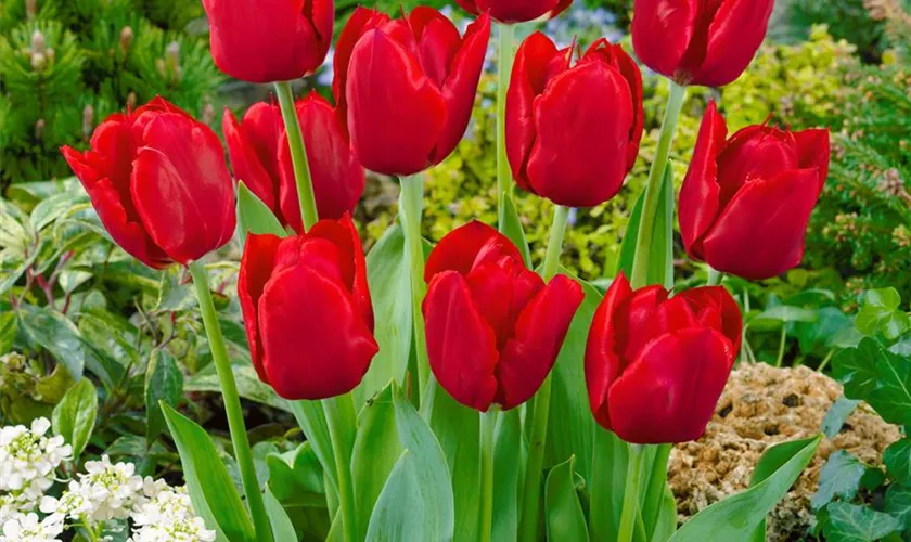 Tulipa 'Red Cully'