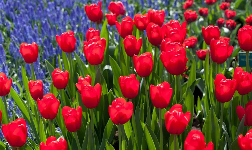 Tulipa 'Red Light'