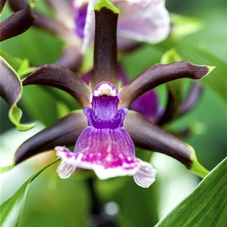 Zygopetalum-Orchidee 'Louisendorf'