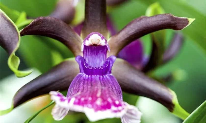 Zygopetalum brachypetalum