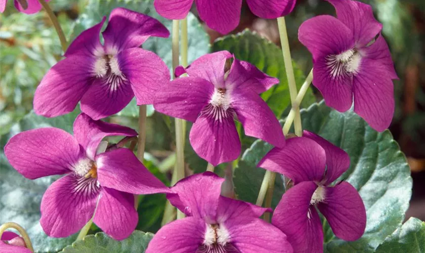 Viola sororia 'Rubra'