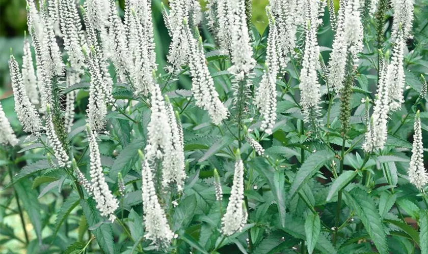 Veronica spicata 'White Jolanda'