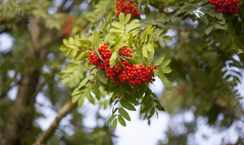 Sorbus aucuparia 'Konzentra'