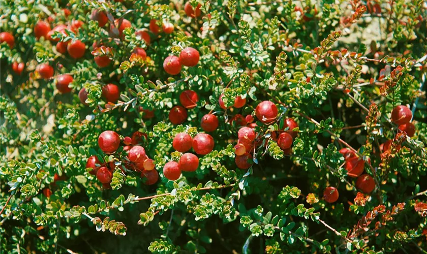 Vaccinium vitis-idaea 'Erntedank'