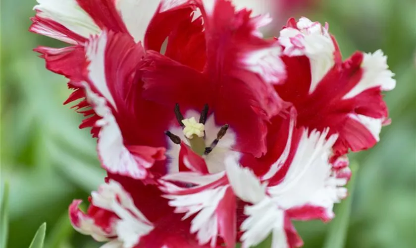 Tulipa 'Red Sparks'