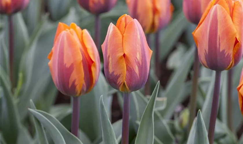 Tulipa 'Rembrandts Choice'