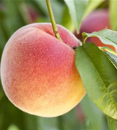 Obstbäume brauchen Sommerschnitt für die optimale Ernte