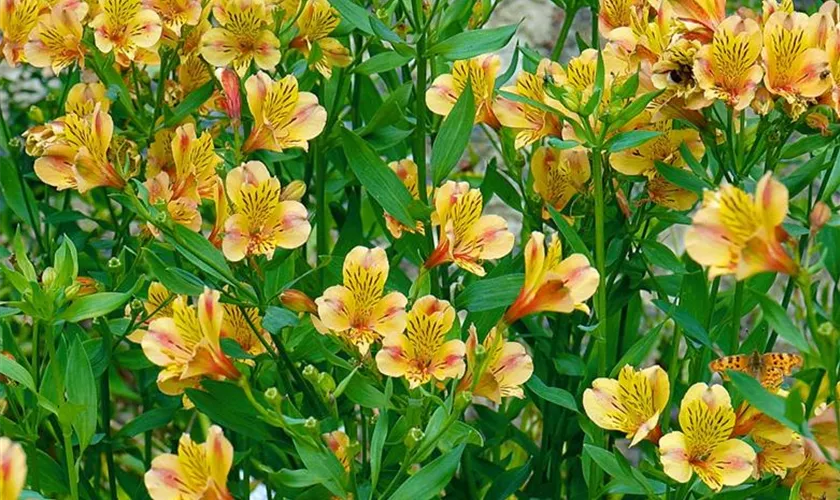 Alstroemeria haemantha