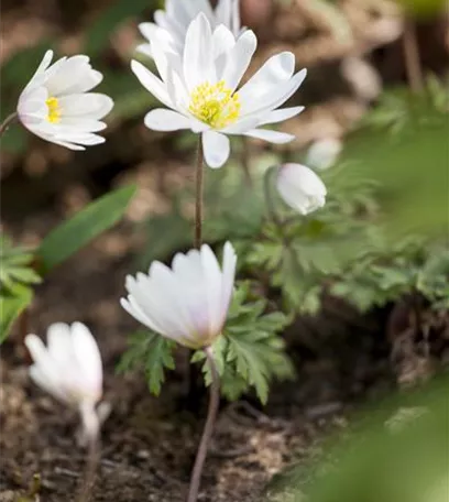 Im Winterquartier: Eingelagerte Blumenzwiebeln kontrollieren