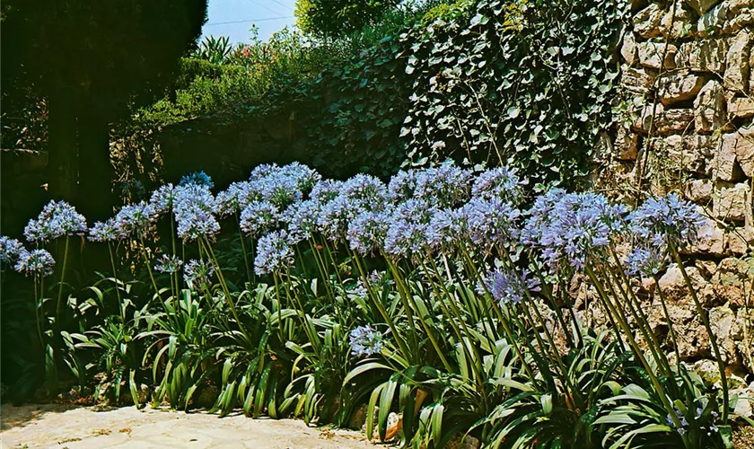 Agapanthus umbellatus maximus