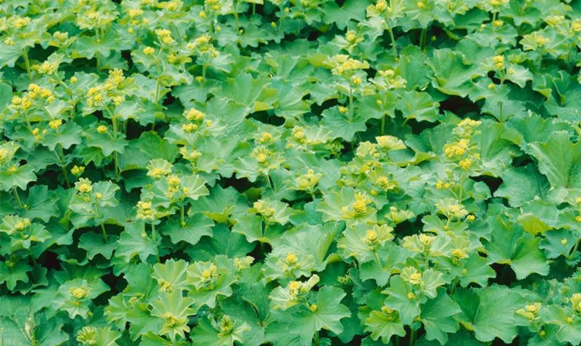 Alchemilla mollis, hellgelb