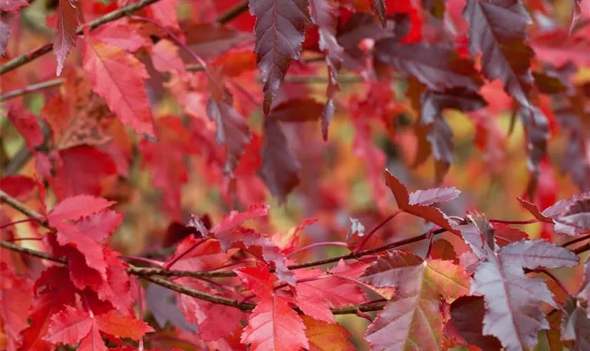 Acer tataricum subsp. aidzuense