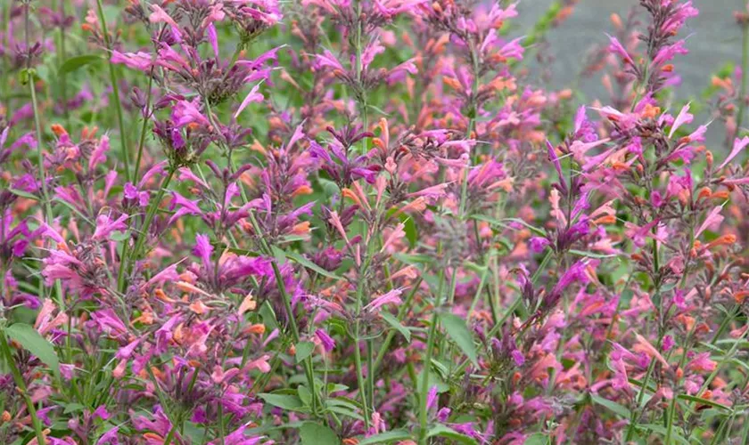 Agastache mexicana 'Acapulco'®