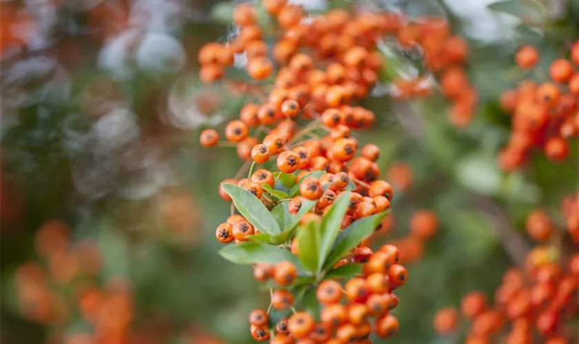 Pyracantha 'Saphyr Orange'®