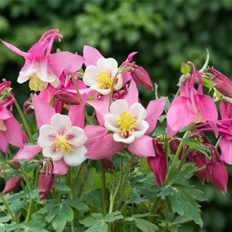 Aquilegia flabellata, rosa