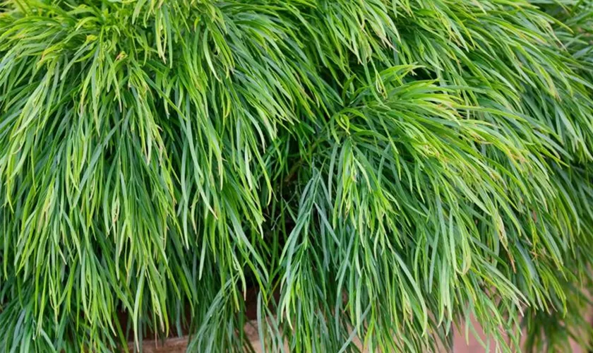 Acacia cognata 'Limelight'