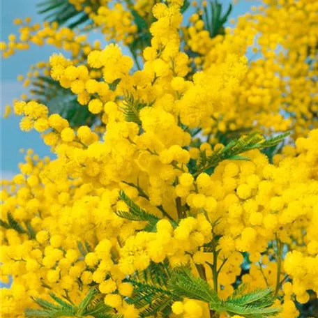 Mimose 'Gaulois Astier'