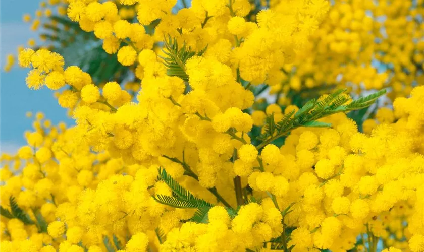 Acacia dealbata 'Gaulois Astier', Spalier