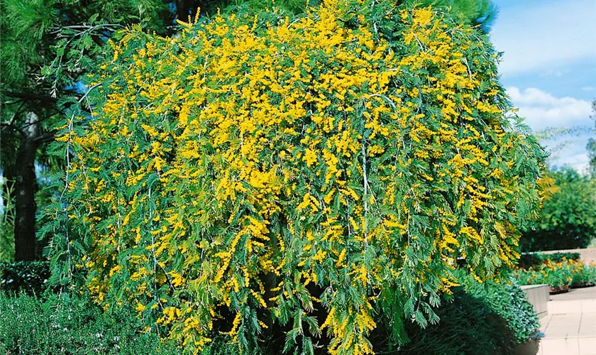 Acacia dealbata 'Pendula'