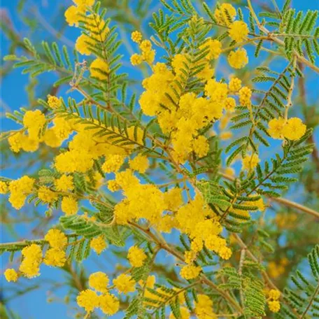 Mimose