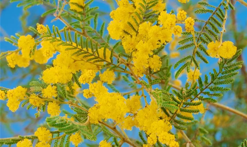 Acacia semperflorens