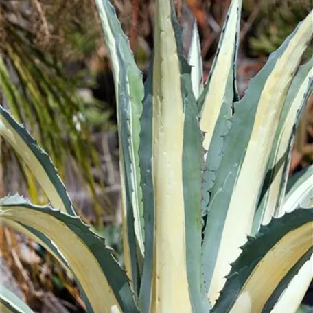 Agave