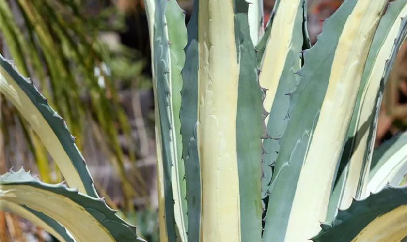 Agave