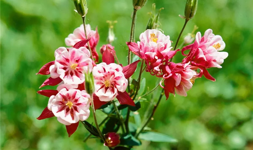 Aquilegia vulgaris 'Winky'