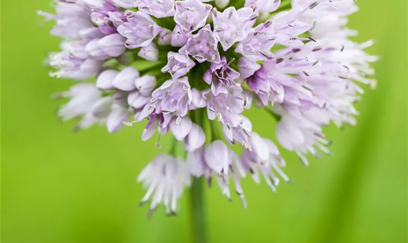 Allium 'Summer Beauty'