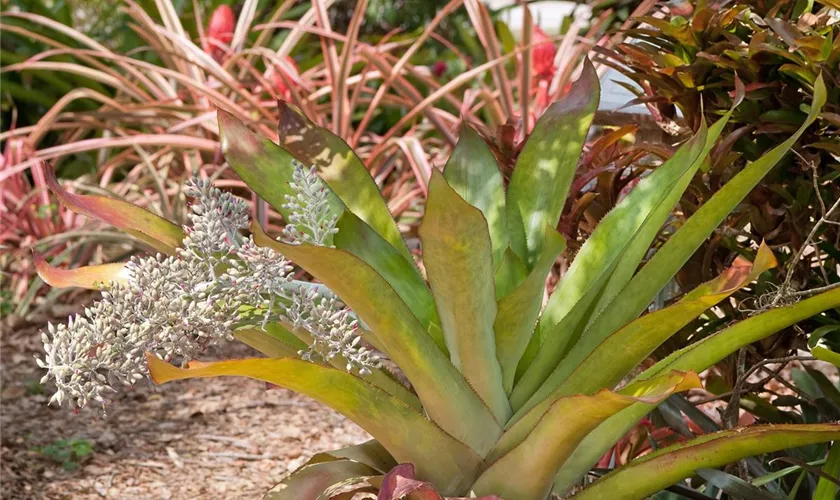 Aechmea lueddemanniana