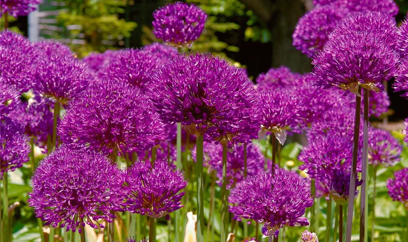 Allium