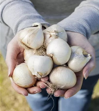 Blumenzwiebeln pflanzen im Garten