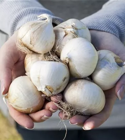 Blumenzwiebeln – kleine Zwiebeln mit großer Wirkung