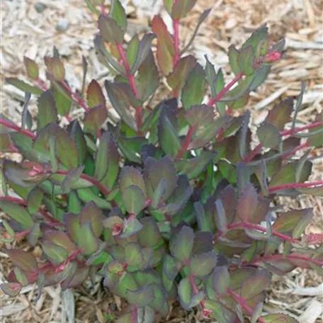 Crassula orbicularis