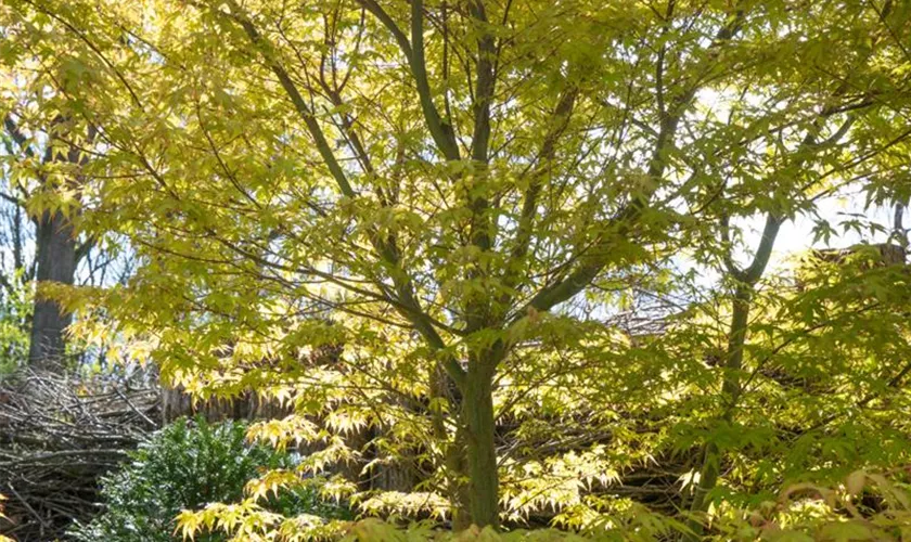 Acer palmatum 'Katsura', Stamm