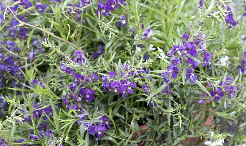 Angelonia, blau