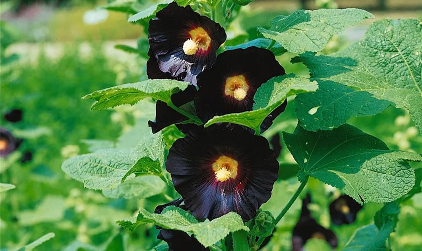 Alcea ficifolia, schwarz-rot